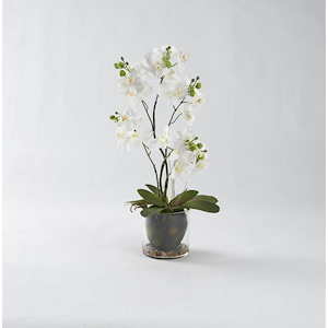 Phael Orchids - Bowl-24 Inches Tall and 9 Inches Wide