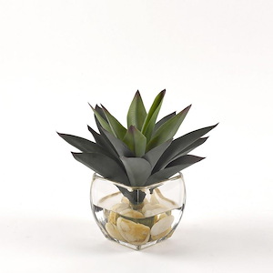 Aloe Plant - Cube Planter-10 Inches Tall and 8 Inches Wide