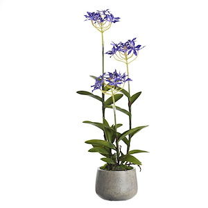 Epidendrum Orchids - Round Planter-26 Inches Tall and 8 Inches Wide