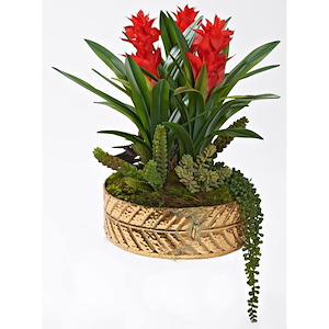 Bromeliads and Succulents - Planter-19 Inches Tall and 19 Inches Wide