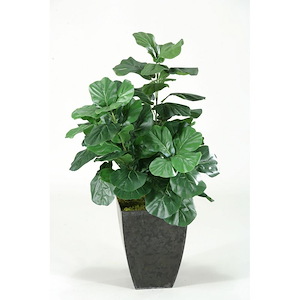 Fiddle Leaf Fig Plant - Square Planter-48 Inches Tall and 29 Inches Wide