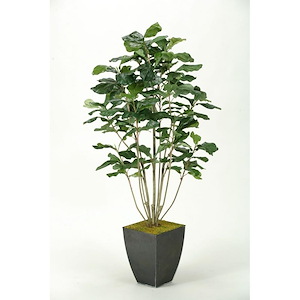 Fiddle Leaf Fig Plant - Square Planter-60 Inches Tall and 32 Inches Wide