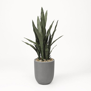 Sansevieria Plant - Round Planter-42 Inches Tall and 14 Inches Wide