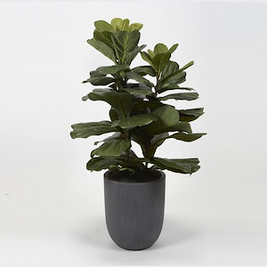 Fiddle Leaf Fig Plant - Round Planter-42 Inches Tall and 22 Inches Wide