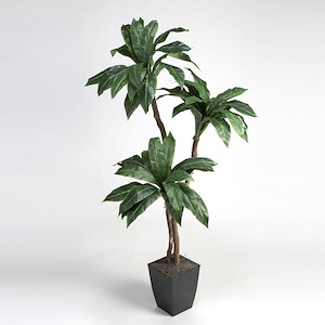 Birdnest Palm - Square Planter-72 Inches Tall and 41 Inches Wide