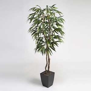 Weeping Ficus Tree - Square Planter-72 Inches Tall and 35 Inches Wide