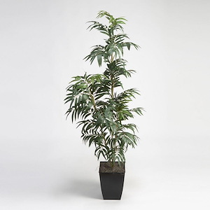 Phoenix Palm - Square Planter-72 Inches Tall and 32 Inches Wide