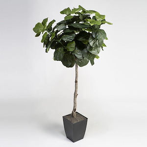 Fiddle Leaf Fig Tree - Square Planter-72 Inches Tall and 43 Inches Wide