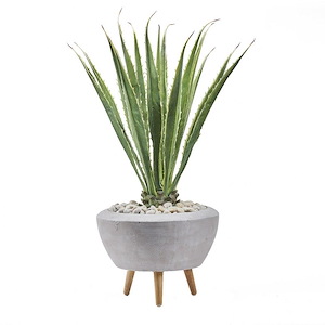 Agave Plant - Bowl with Legs-56 Inches Tall and 24 Inches Wide