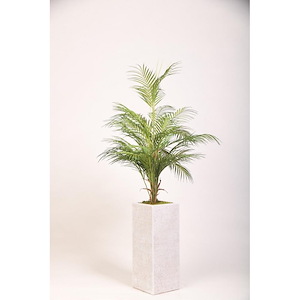 Areca Palm - Tall Square Planter-52 Inches Tall and 30 Inches Wide