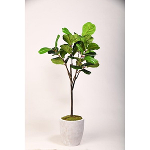 Fiddle Leaf Fig Tree - Round Planter-60 Inches Tall and 30 Inches Wide