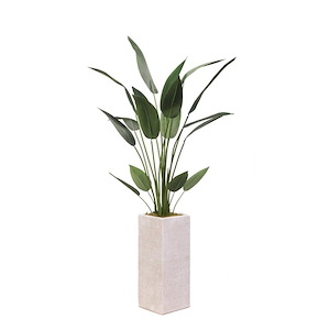 Traveler Palm - Tall Square Planter-60 Inches Tall and 24 Inches Wide