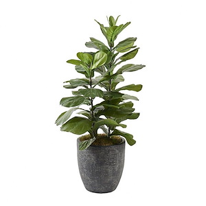 Fiddle Leaf Fig - Round Planter-46 Inches Tall and 24 Inches Wide