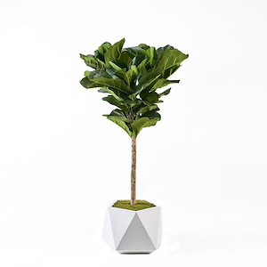 Fiddle Leaf Fig Tree - Planter-60 Inches Tall and 36 Inches Wide