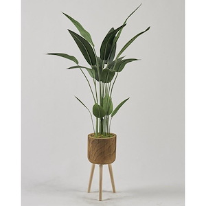 Traveler Palm - Planter with Legs-60 Inches Tall and 36 Inches Wide