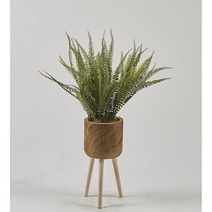Boston Fern - Planter with Legs-36 Inches Tall and 36 Inches Wide