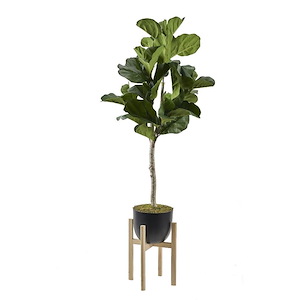 Fiddle Leaf Fig Tree - Bowl with Stand-76 Inches Tall and 24 Inches Wide