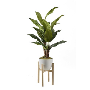Spath Plant - Bowl with Stand-66 Inches Tall and 36 Inches Wide