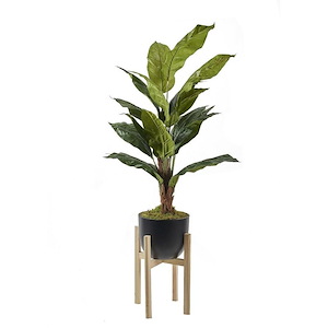 Spath Plant - Bowl with Stand-66 Inches Tall and 30 Inches Wide