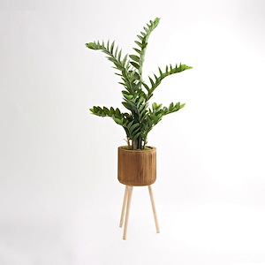 Zamfolia Plant - Bowl with Legs-60 Inches Tall and 24 Inches Wide