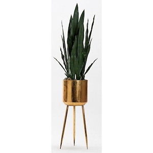 Sansevieria Plant - Planter with Legs-54 Inches Tall and 14 Inches Wide