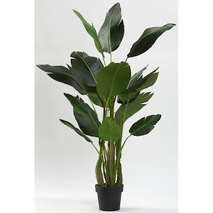 Bird Of Paradise Tree - Planter-63 Inches Tall and 42 Inches Wide
