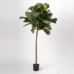 Fiddle Leaf Fig Tree - Planter-60 Inches Tall and 33 Inches Wide