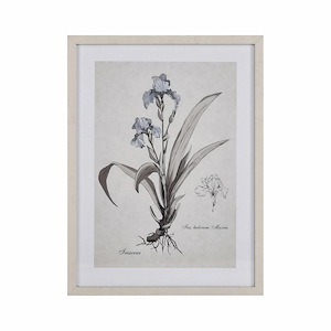 Iris Botanic - Framed Wall Art In Transitional Style-24 Inches Tall and 18 Inches Wide