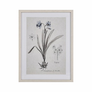 Daffodil Botanic - Framed Wall Art In Transitional Style-24 Inches Tall and 18 Inches Wide