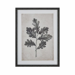 Oak Botanic - Framed Wall Art In Transitional Style-24 Inches Tall and 18 Inches Wide