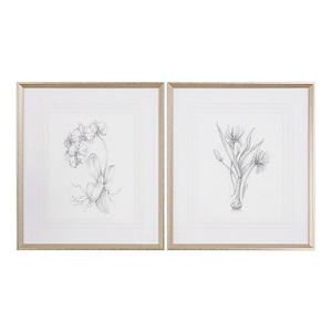 Botanical Sketches - 32 inch Framed Print (Set of 2) - 28 inches wide by 1.5 inches deep