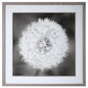 Dandelion Seedhead  - 53.75 inch Framed Print
