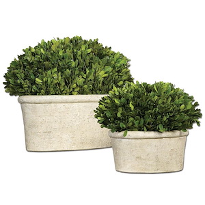 Preserved Boxwood - 14 inch Oval Dome Topiary (Set of 2)