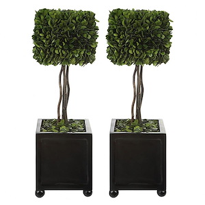 Preserved Boxwood - 19 Inch Square Topiary (Set of 2)