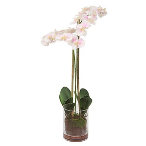 Blush Orchid - Orchid-34 Inches Tall and 11 Inches Wide