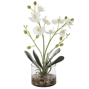 Glory - Orchid-15.75 Inches Tall and 12 Inches Wide
