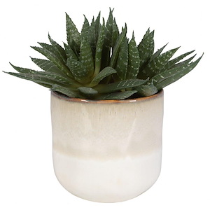 Doha Succulent - Planter-10.5 Inches Tall and 11 Inches Wide