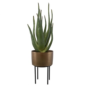 Arabia Aloe - Planter-37 Inches Tall and 19.7 Inches Wide